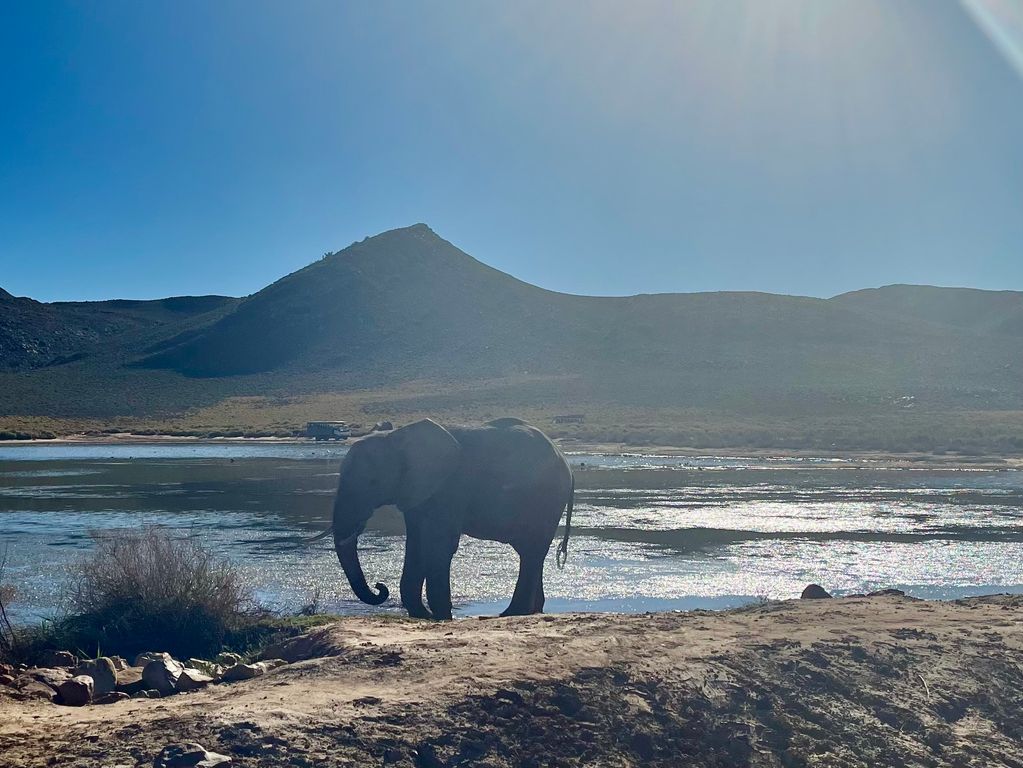 Zuid Afrika safari olifanten